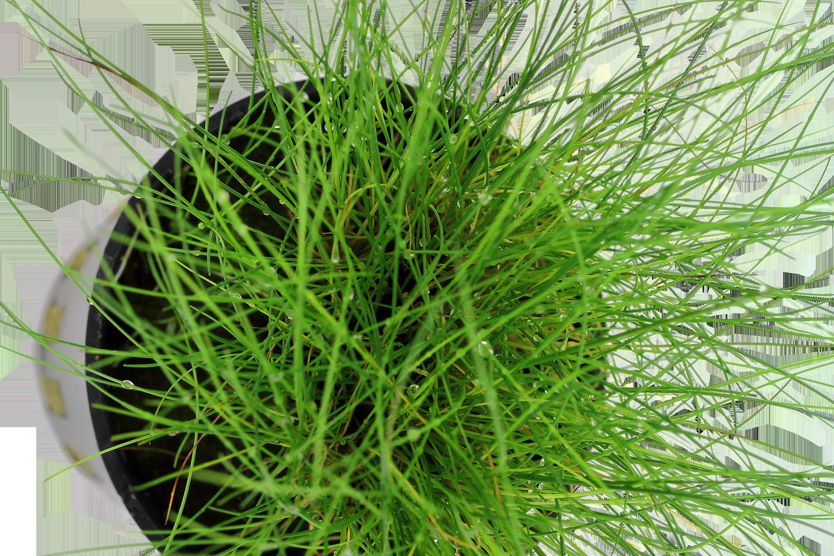 Eleocharis parvula Potted Carpeting Plant — Potted