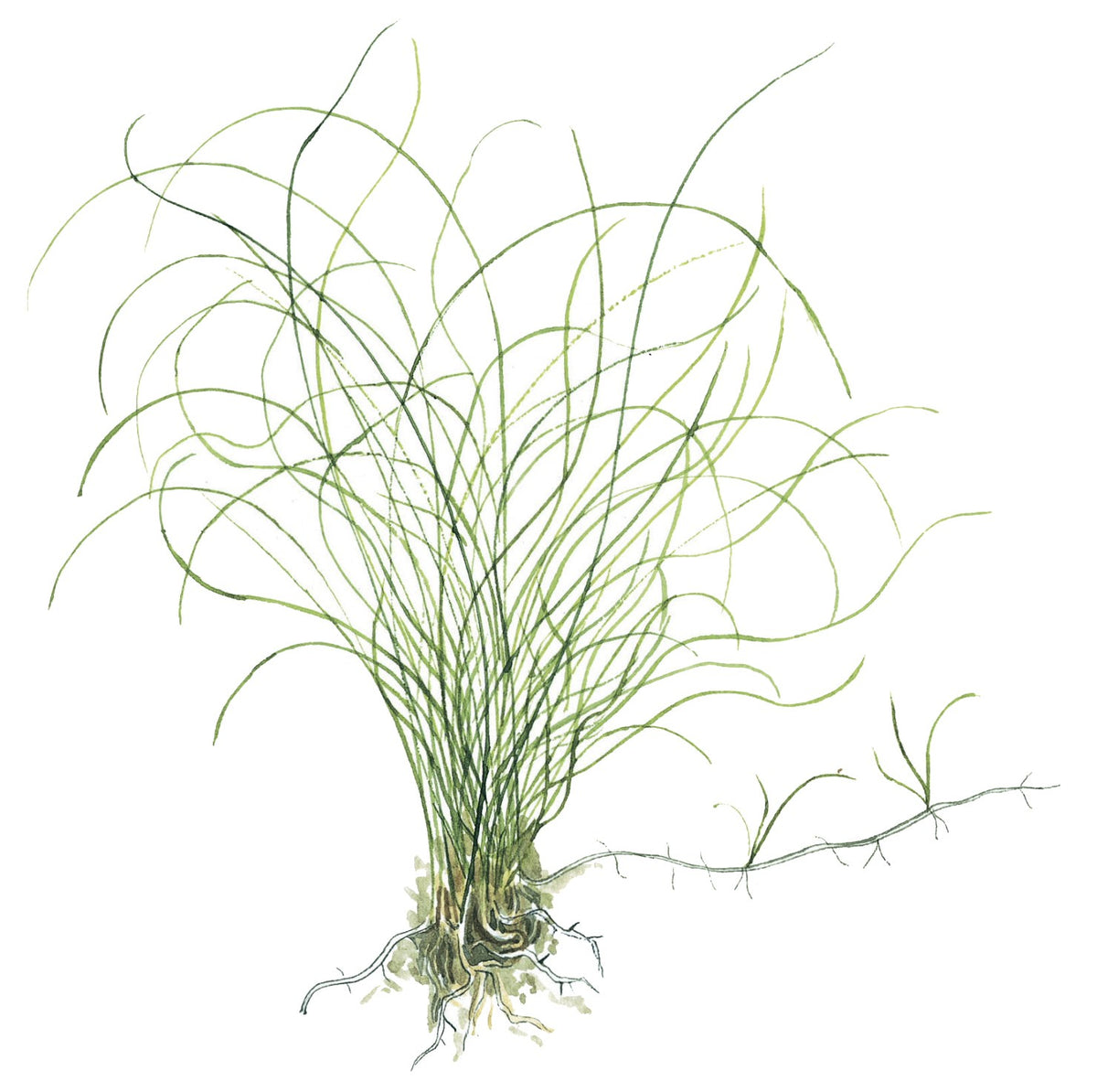 Eleocharis parvula Potted Carpeting Plant — Potted
