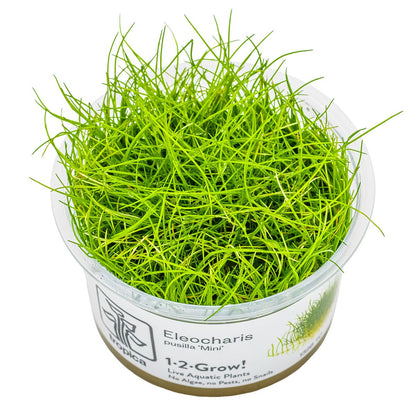 Eleocharis pusilla 'Mini' — 1-2-Grow!