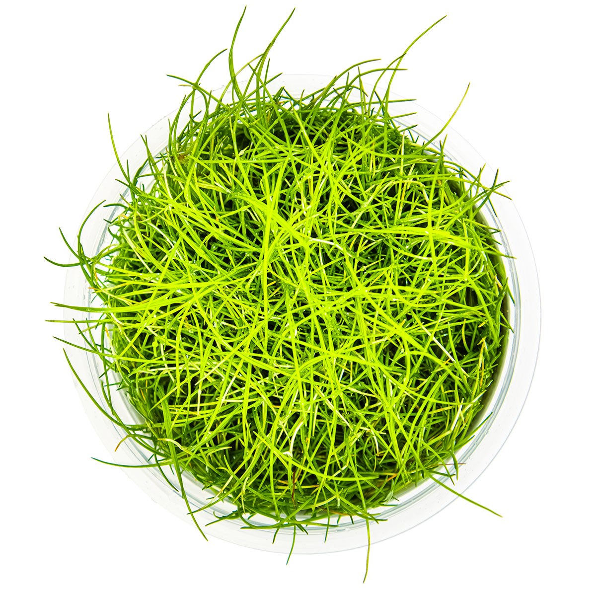 Eleocharis pusilla 'Mini' — 1-2-Grow!