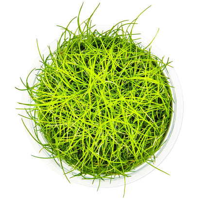 Eleocharis pusilla 'Mini' — 1-2-Grow!