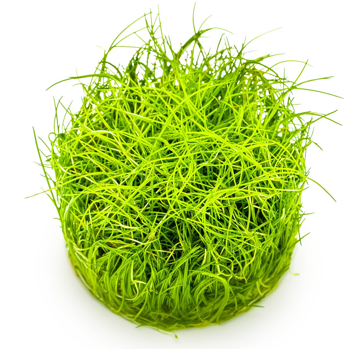 Eleocharis pusilla 'Mini' — 1-2-Grow!