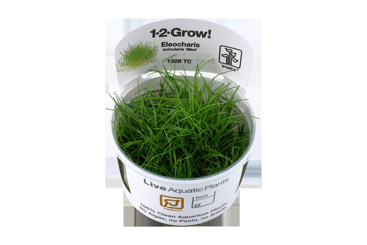 Eleocharis pusilla 'Mini' — 1-2-Grow!