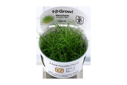 Eleocharis pusilla 'Mini' — 1-2-Grow!