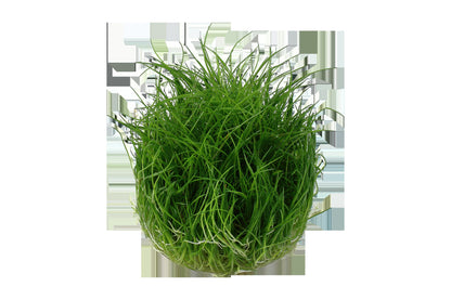 Eleocharis pusilla 'Mini' — 1-2-Grow!