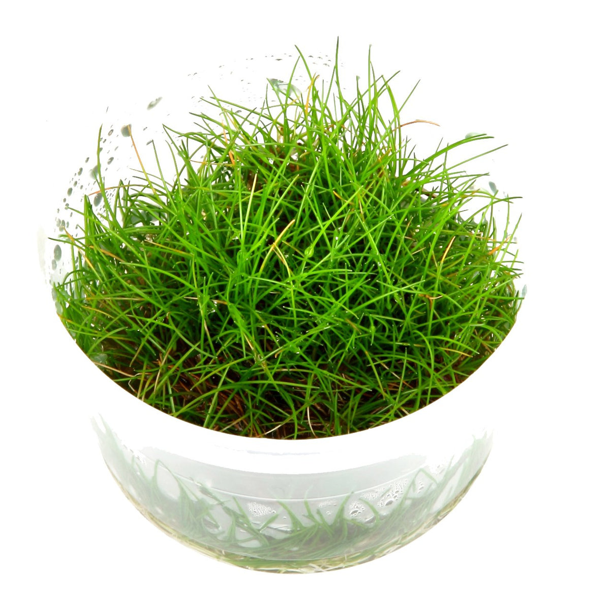 Eleocharis pusilla 'Mini' — 1-2-Grow!