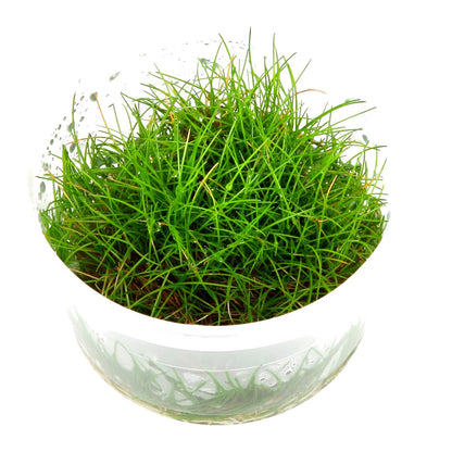 Eleocharis pusilla 'Mini' — 1-2-Grow!