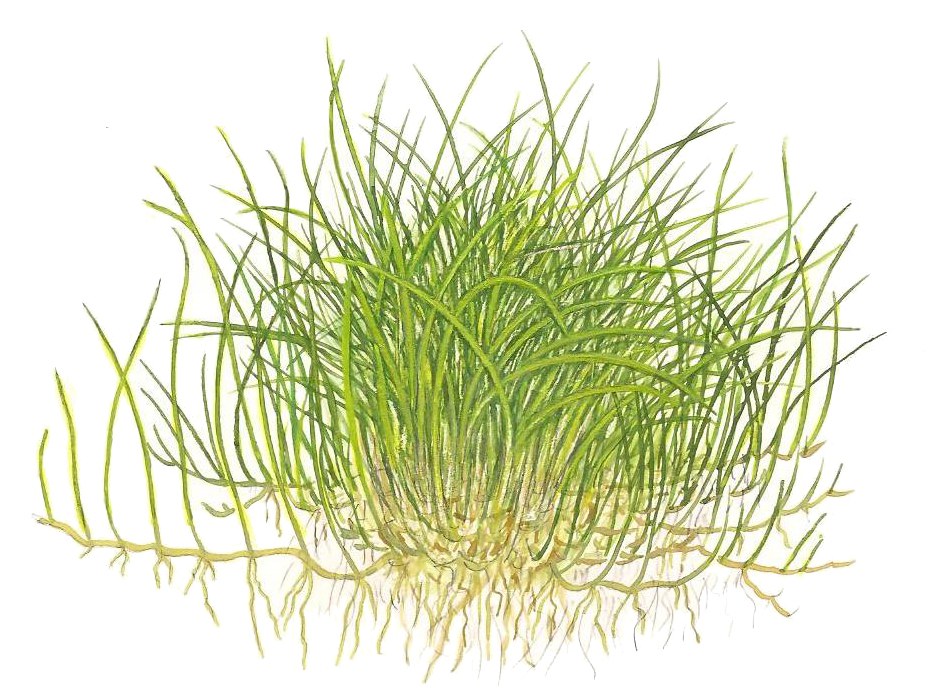 Eleocharis pusilla 'Mini' — 1-2-Grow!