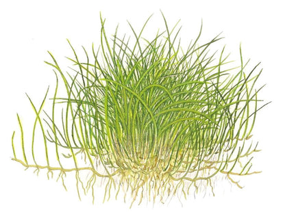 Eleocharis pusilla 'Mini' — 1-2-Grow!