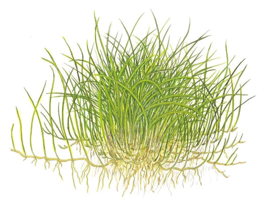 Eleocharis pusilla 'Mini' — 1-2-Grow!