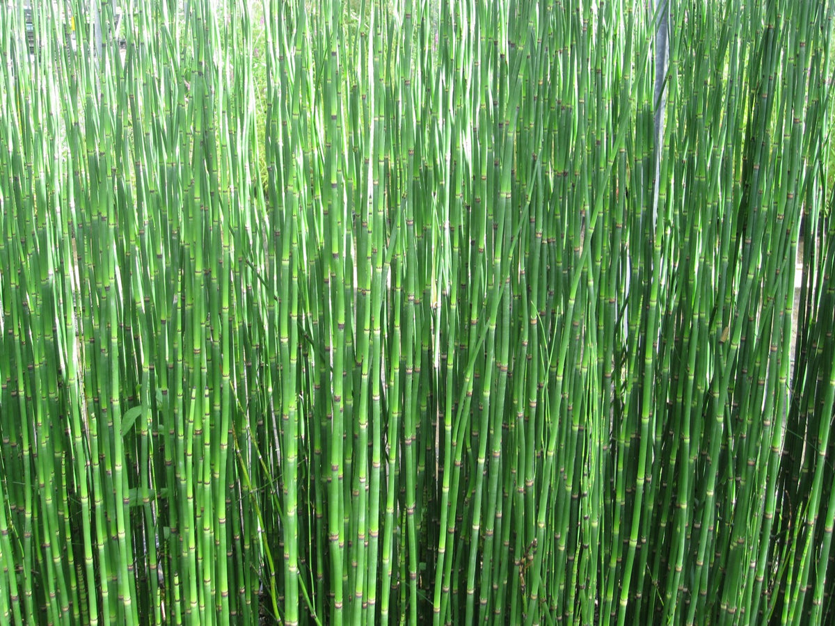 Equisetum hyemale Marginal Pond Plant