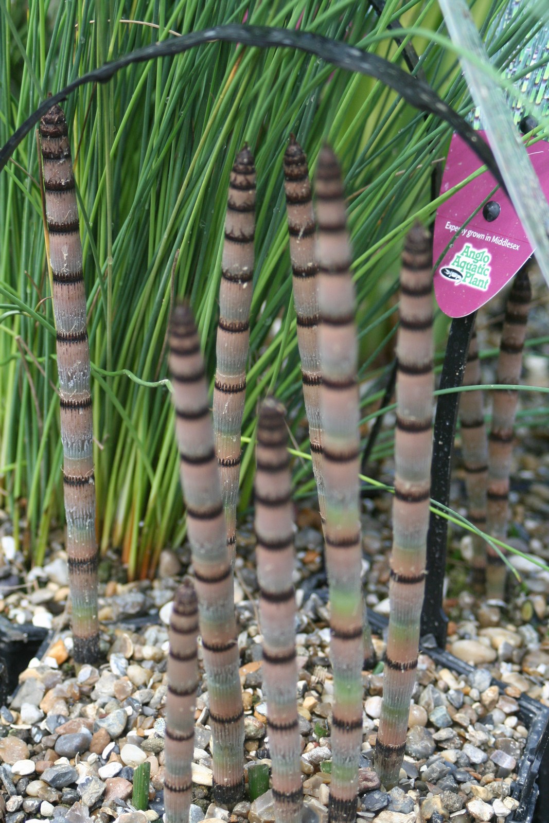Equisetum hyemale Marginal Pond Plant — close up