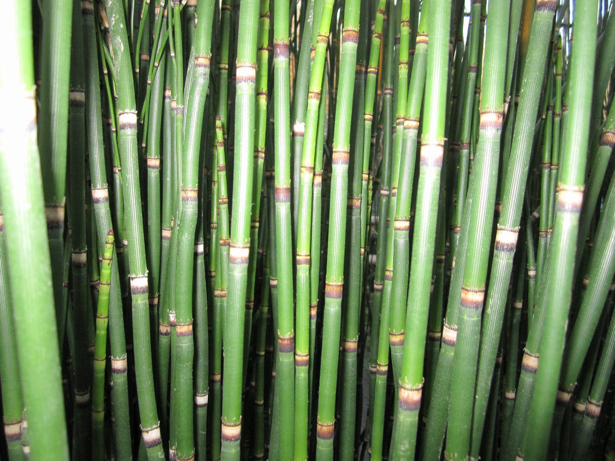 Equisetum hyemale Marginal Pond Plant