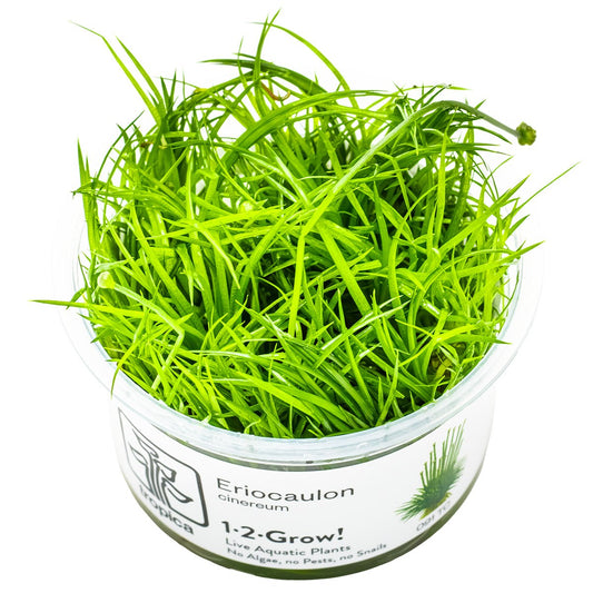 Eriocaulon cinereum Aquarium Plant - 1-2-Grow! Tissue Culture — 1-2-Grow!