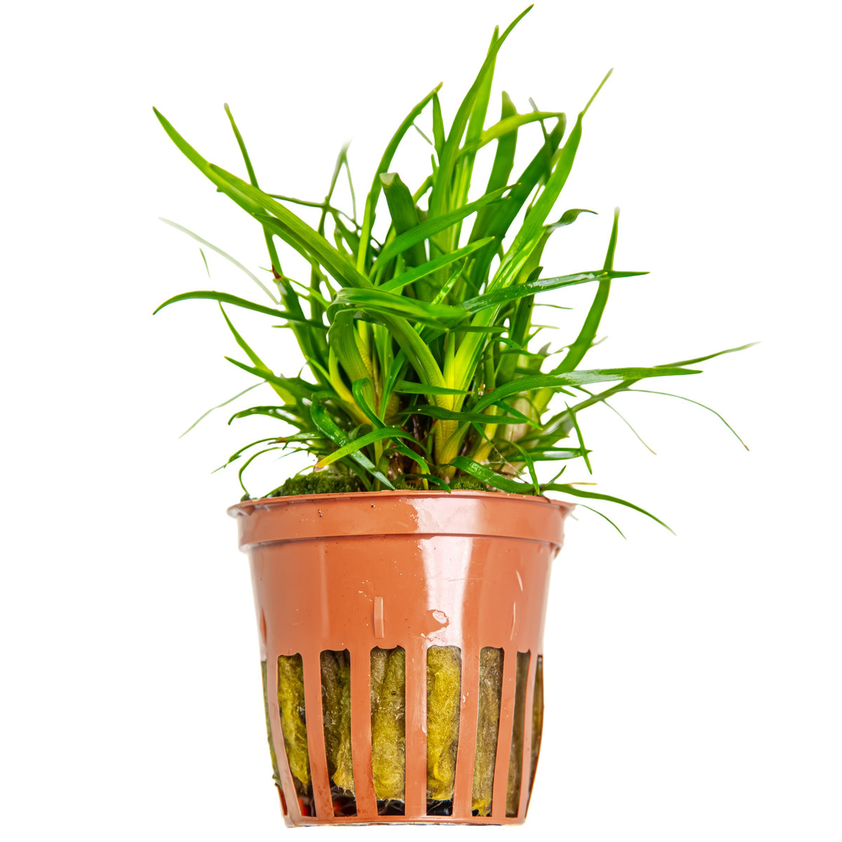 Eriocaulon sp. 'Vietnam' Potted Aquarium Plant — Potted
