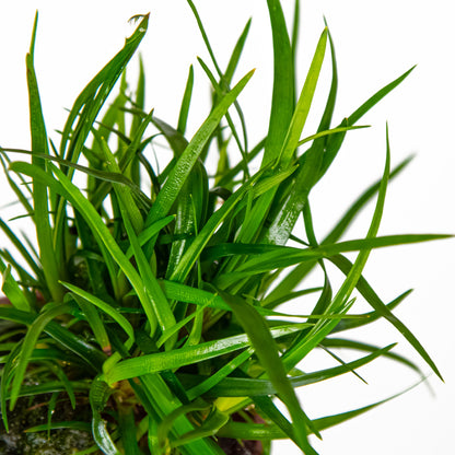 Eriocaulon sp. 'Vietnam' Potted Aquarium Plant — Potted