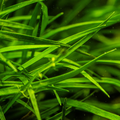 Eriocaulon sp. 'Vietnam' Potted Aquarium Plant — Potted