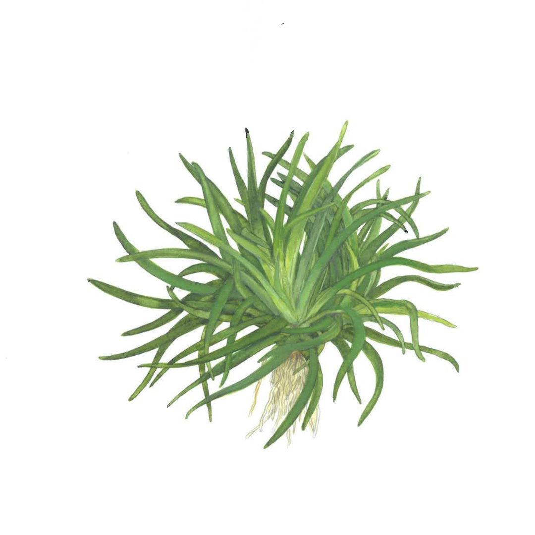 Eriocaulon sp. 'Vietnam' Potted Aquarium Plant — Potted