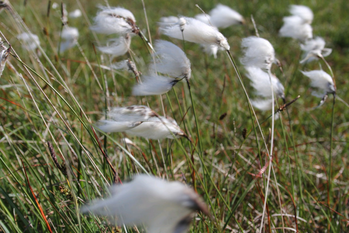 Eriophorum angustifolium (Cotton Grass) - Native Pond Marginal Plant