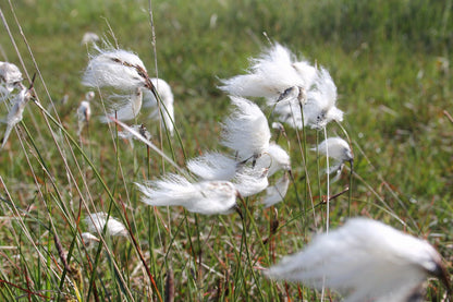 Eriophorum angustifolium (Cotton Grass) - Native Pond Marginal Plant