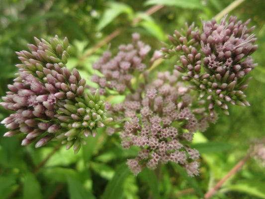 Eupatorium cannabinum Native Marginal Pond Plant