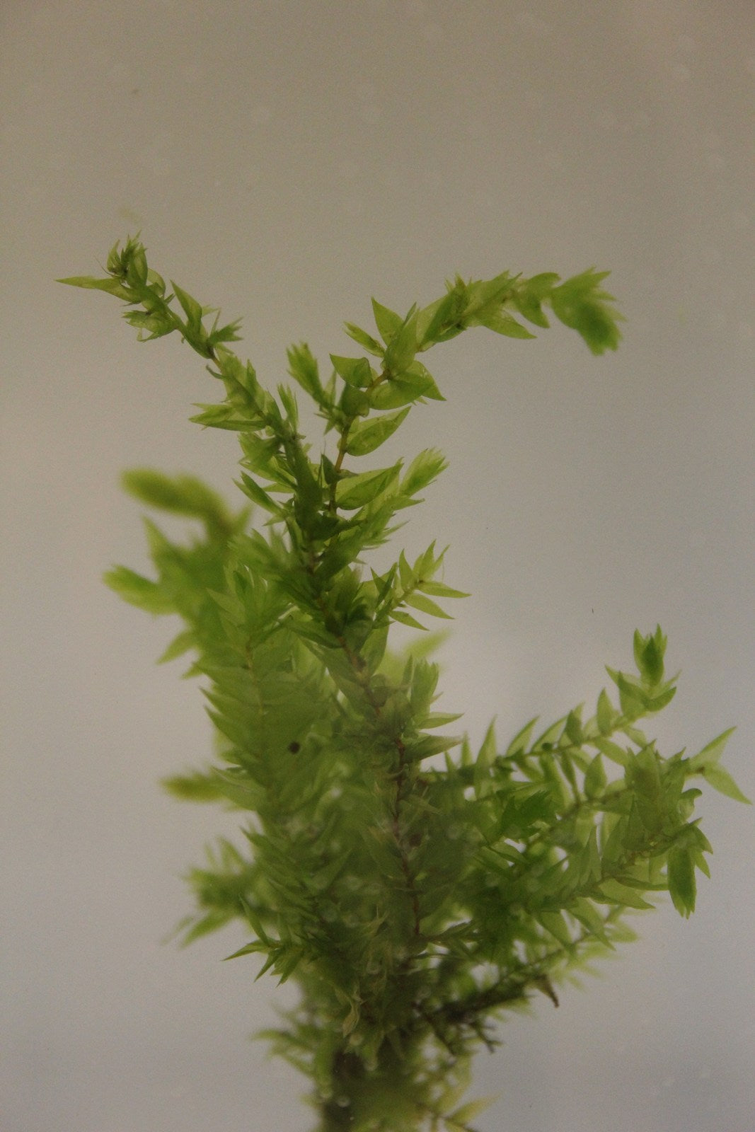 Fontinalis antipyretica Pond Moss - Pack of 5 Bunches