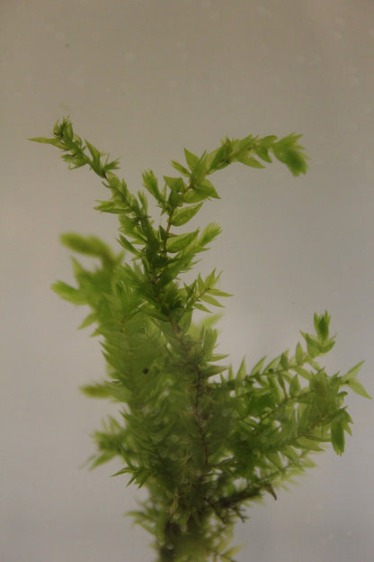 Fontinalis antipyretica Pond Moss - Pack of 5 Bunches