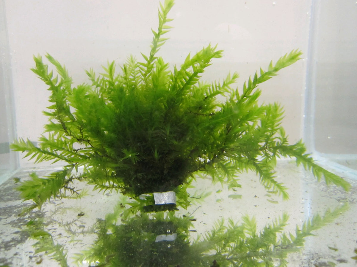 Fontinalis antipyretica Pond Moss - Pack of 5 Bunches