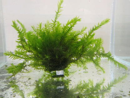 Fontinalis antipyretica Pond Moss - Pack of 5 Bunches