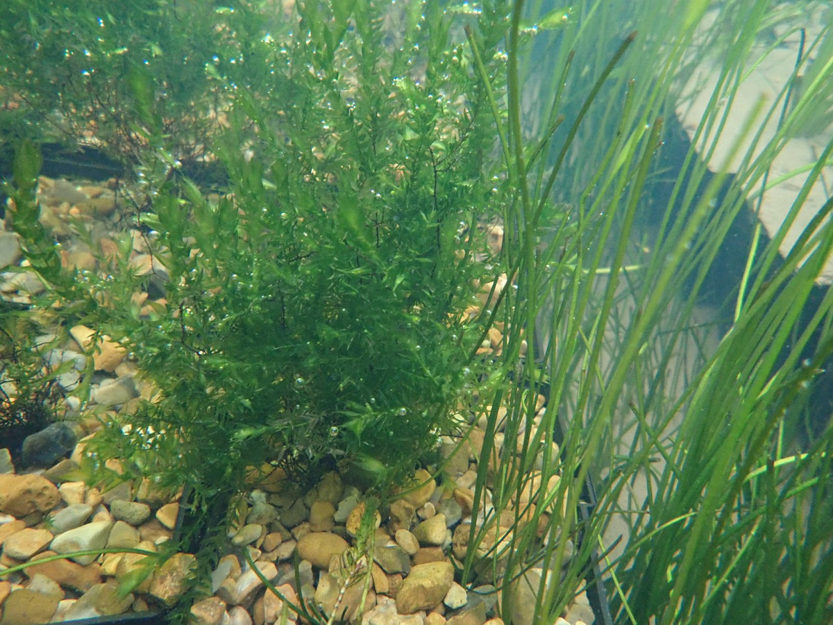 Fontinalis antipyretica Pond Moss - Pack of 5 Bunches