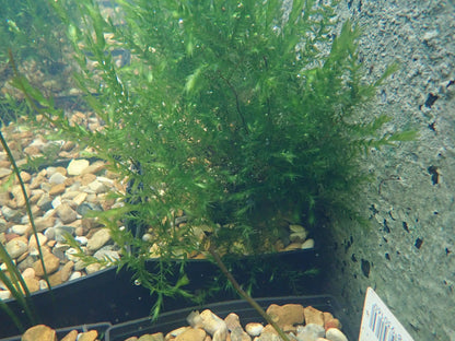 Fontinalis antipyretica Pond Moss - Pack of 5 Bunches