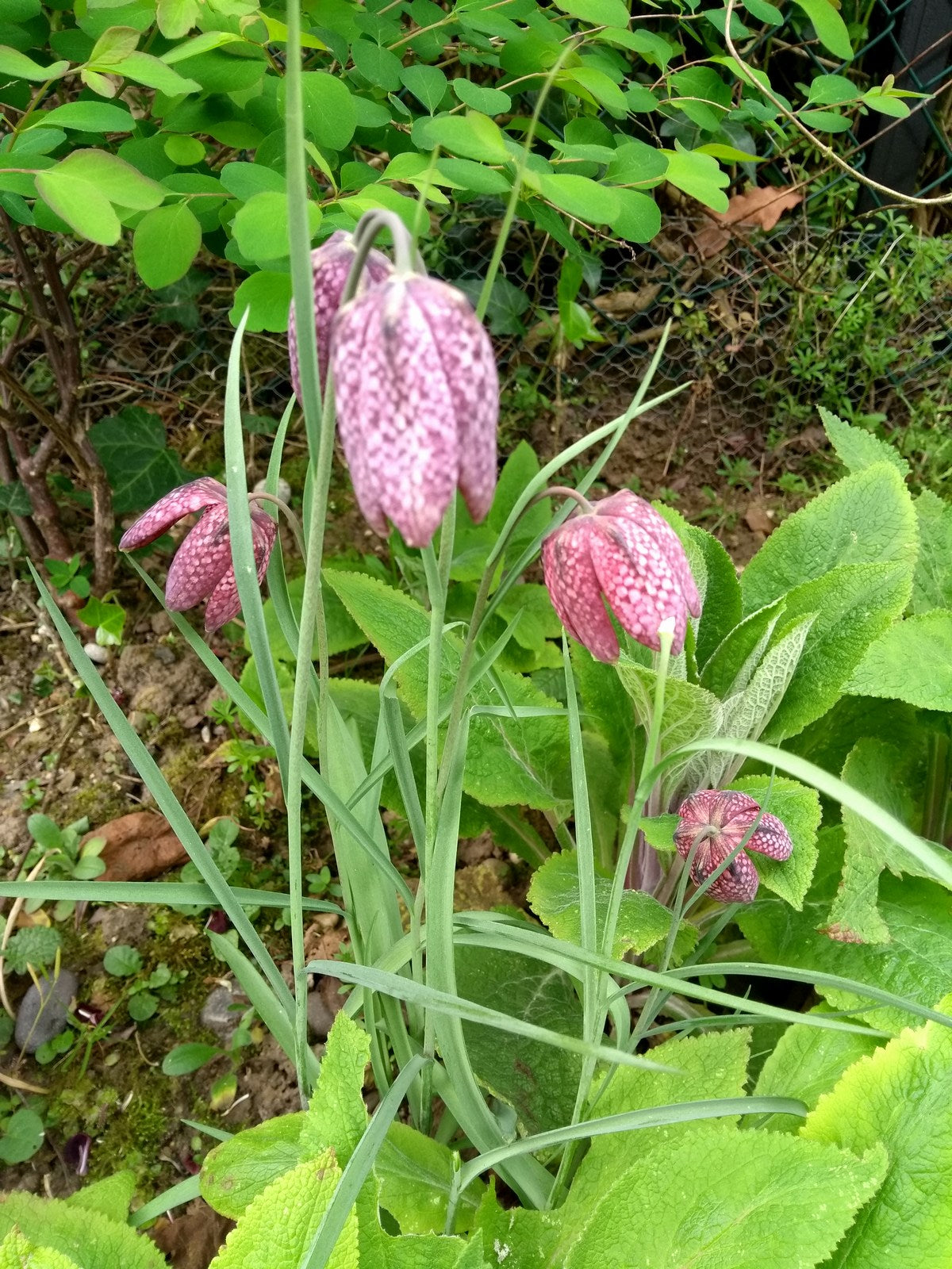 Fritillaria meleagris Bulb Plant
