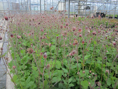 Geum rivale Marginal Pond Plant