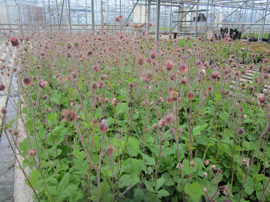 Geum rivale Marginal Pond Plant