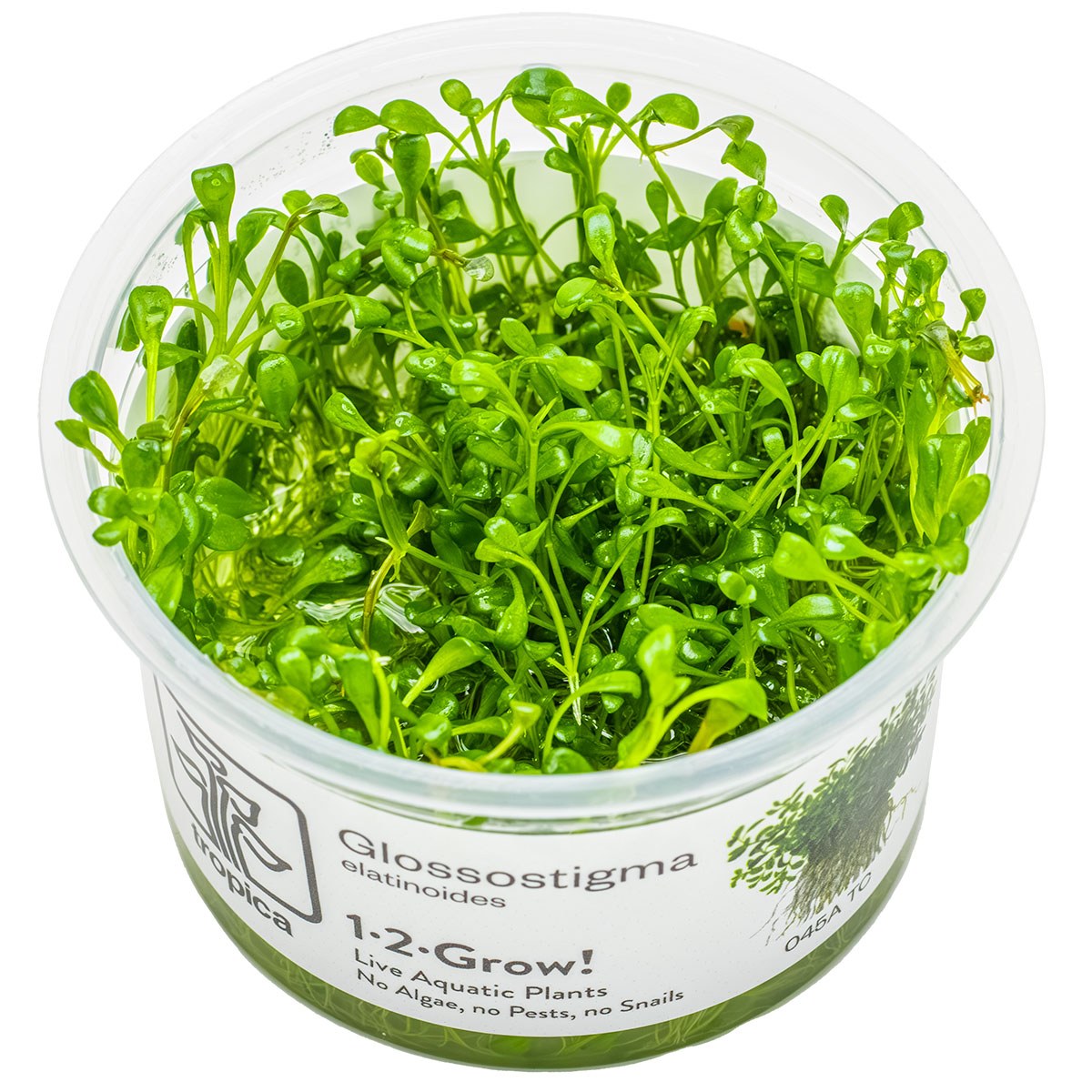 Glossostigma elatinoides — 1-2-Grow!