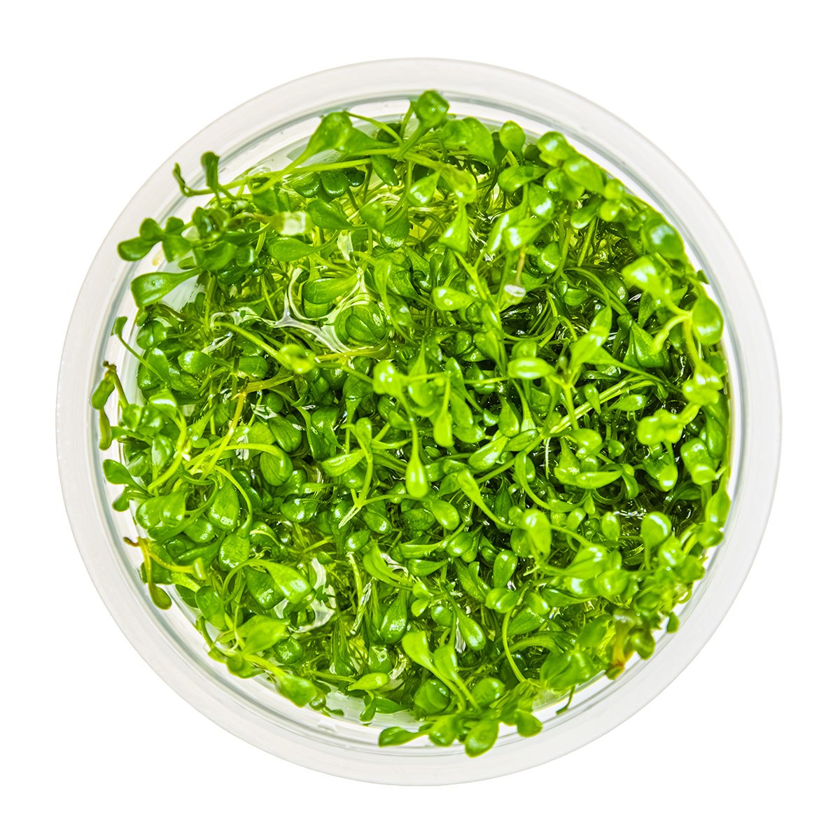 Glossostigma elatinoides — 1-2-Grow!