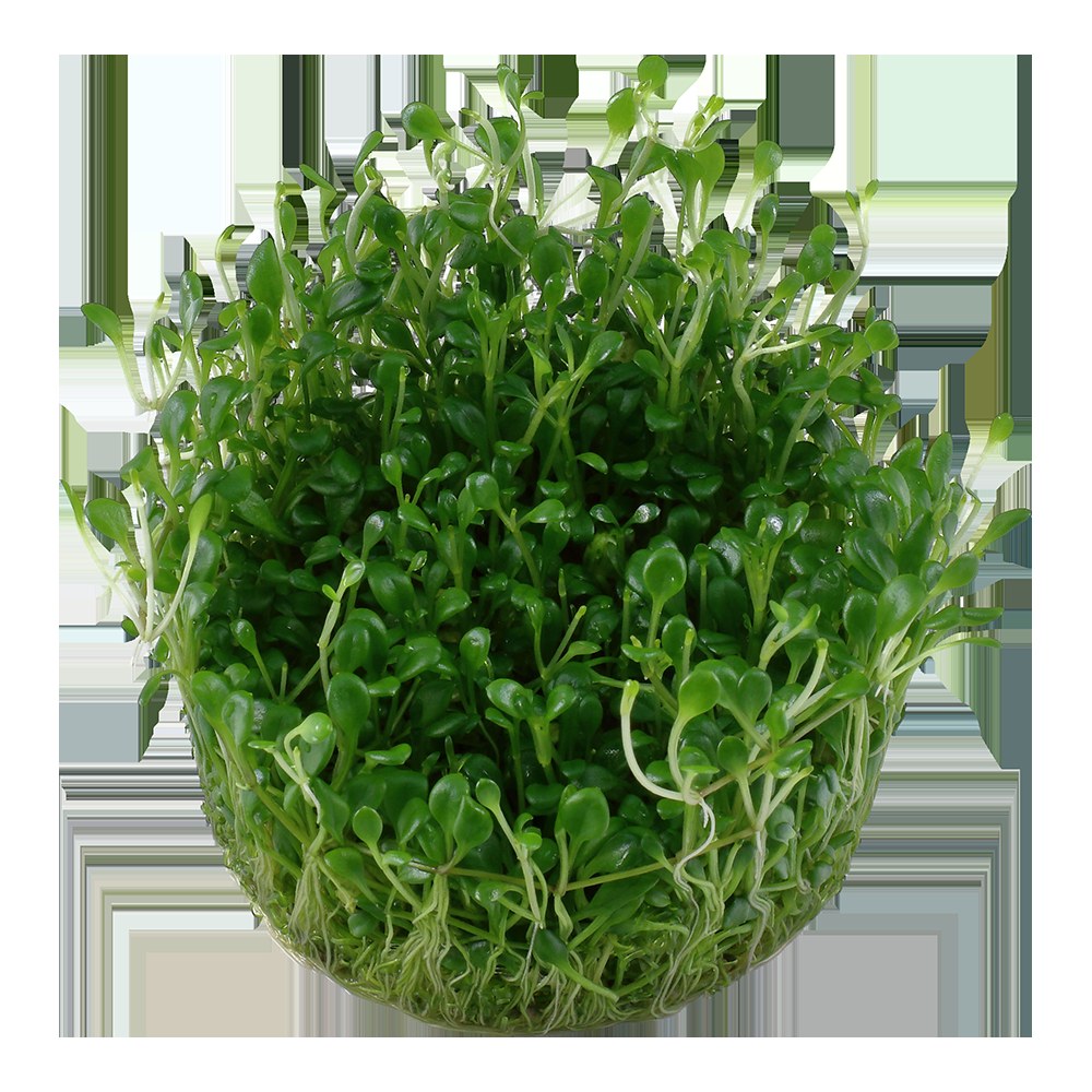 Glossostigma elatinoides — 1-2-Grow!