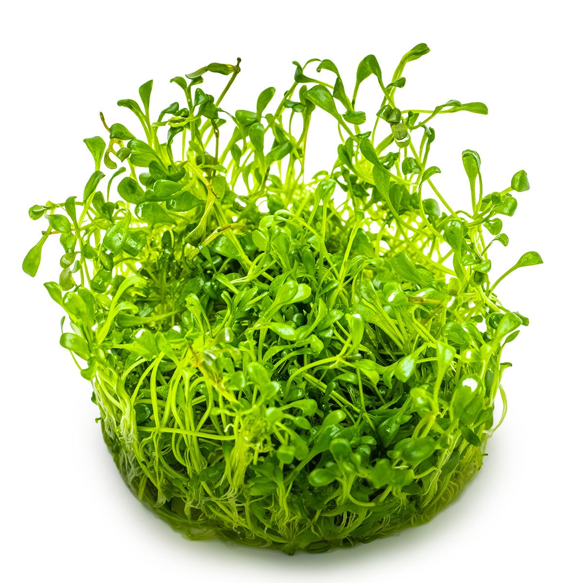 Glossostigma elatinoides — 1-2-Grow!