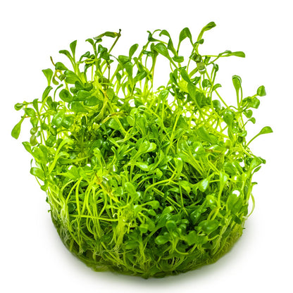 Glossostigma elatinoides — 1-2-Grow!