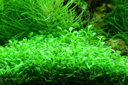 Glossostigma elatinoides — 1-2-Grow!