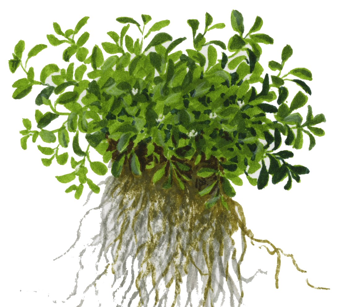 Glossostigma elatinoides — 1-2-Grow!