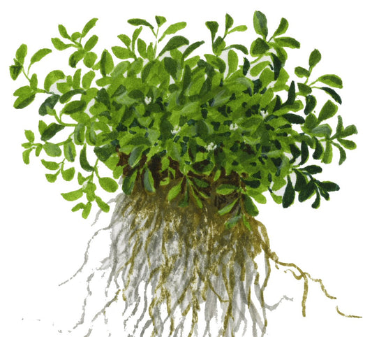 Glossostigma elatinoides — 1-2-Grow!