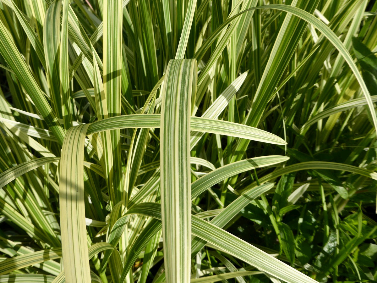 Glyceria maxima variegata Marginal Pond Plant