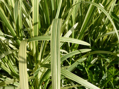 Glyceria maxima variegata Marginal Pond Plant