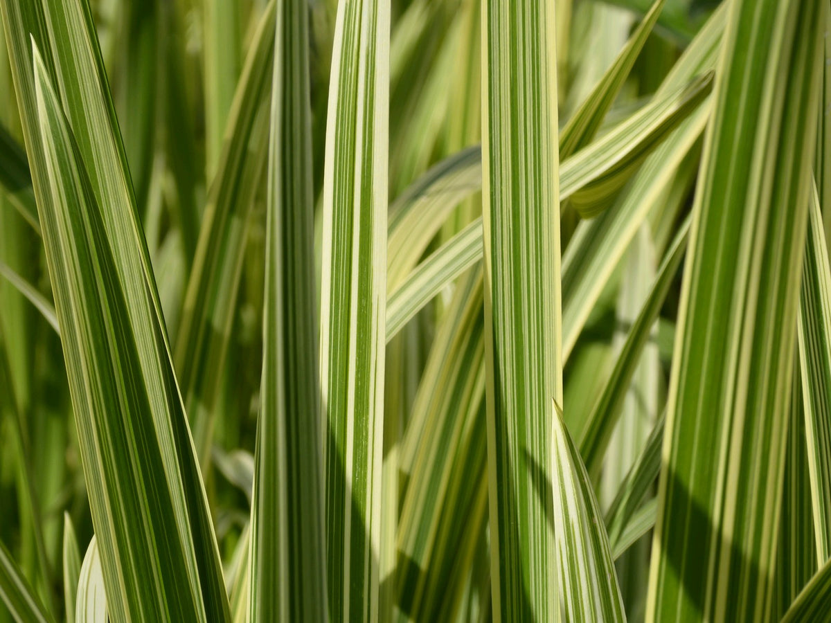 Glyceria maxima variegata Marginal Pond Plant