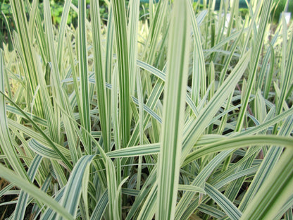 Glyceria maxima variegata Marginal Pond Plant