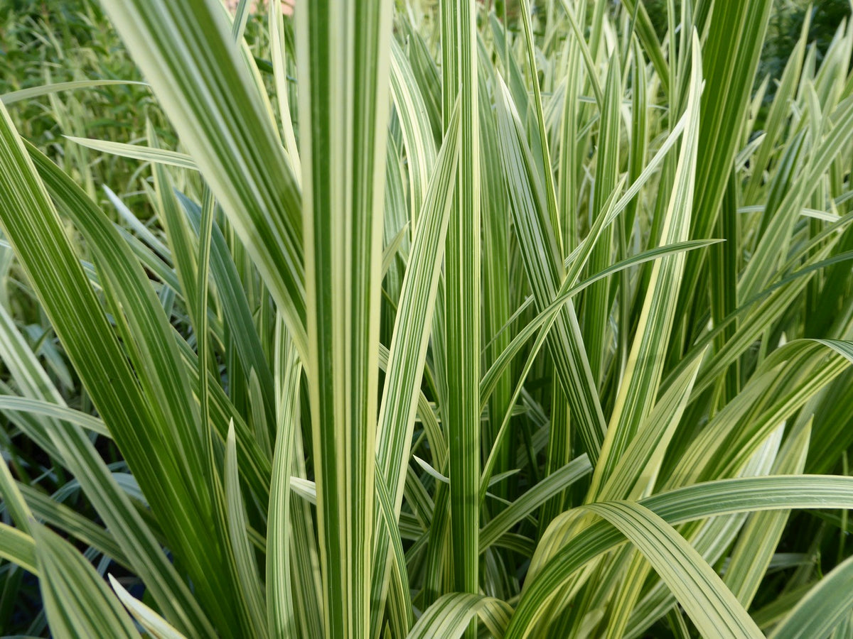 Glyceria maxima variegata Marginal Pond Plant
