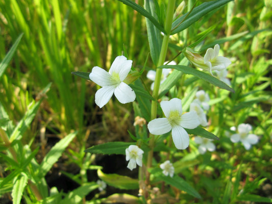 Gratiola officinalis Pond Marginal Plant
