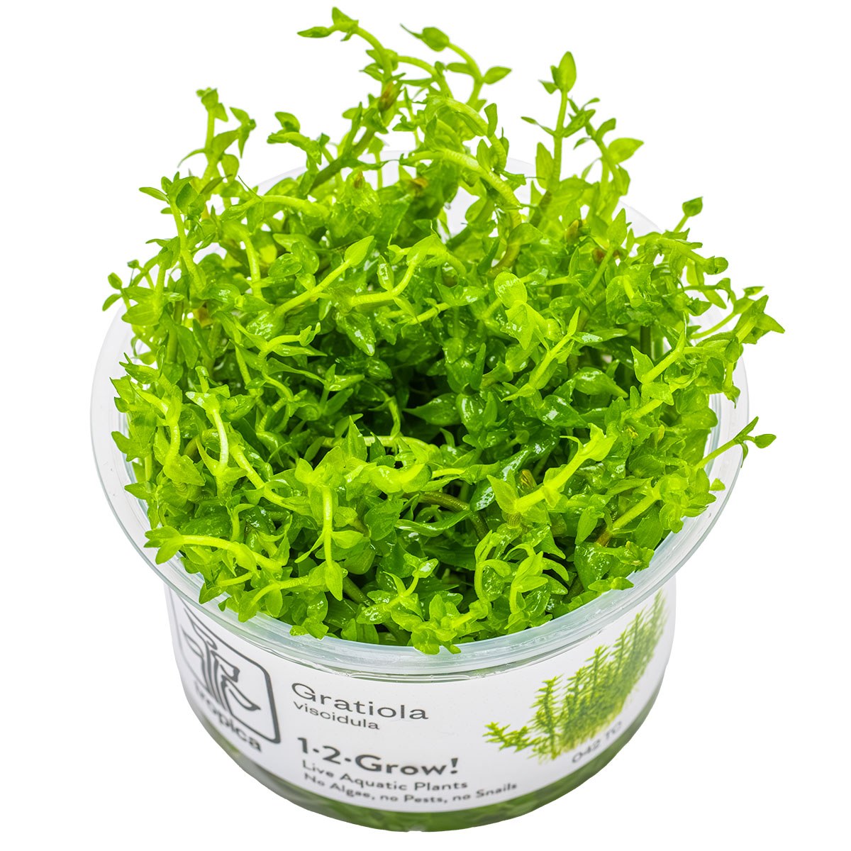Gratiola viscidula — 1-2-Grow!