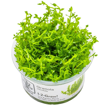 Gratiola viscidula — 1-2-Grow!